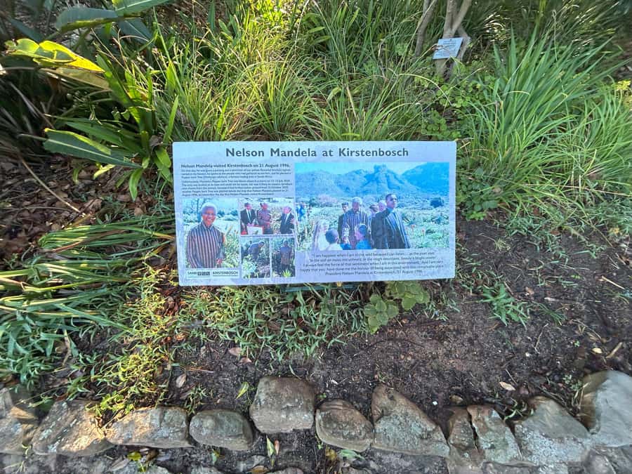 Cape Town: Half Day Table Mountain & Kirstenbosch Gardens - Who should book this experience