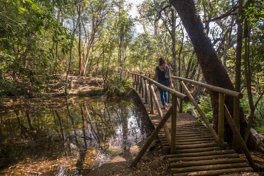 Cape Town: Kirstenbosch Botanical Garden Entry Ticket - Why Kirstenbosch earns a place in your Cape Town plans