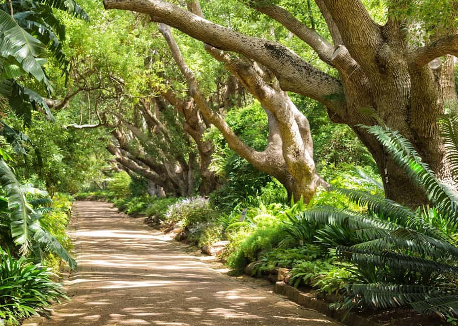 Cape Town: Kirstenbosch Botanical Garden Entry Ticket - Slow down in the Waterwise Garden