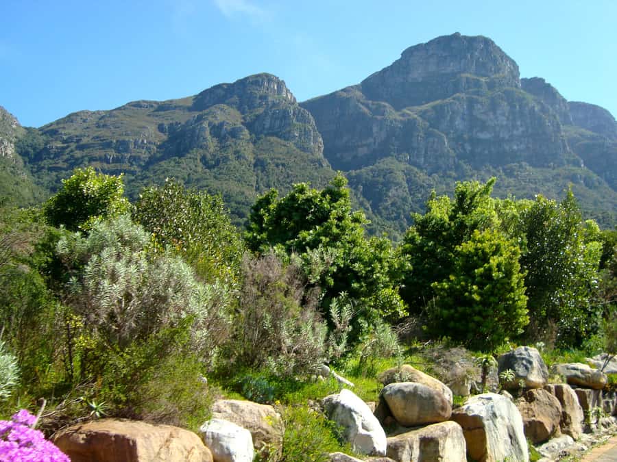 Cape Town: Skeleton Gorge and Kirstenbosch Gardens Hike - Starting among Kirstenbosch’s 7,000 plant species