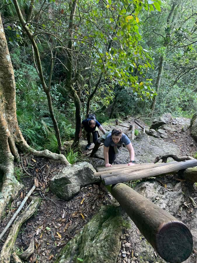 Cape Town: Skeleton Gorge and Kirstenbosch Gardens Hike - Why the guides add real value