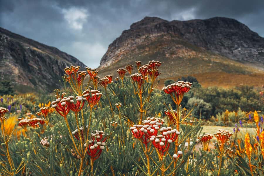 Cape Town: Table Mountain, Kirstenbosch Botanic Garden Tour - Who should book this tour