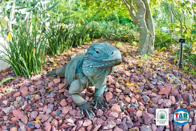 Cayman Crystal Caves & Pedro St James Castle or Botanical Garden - How the guiding can shape the day