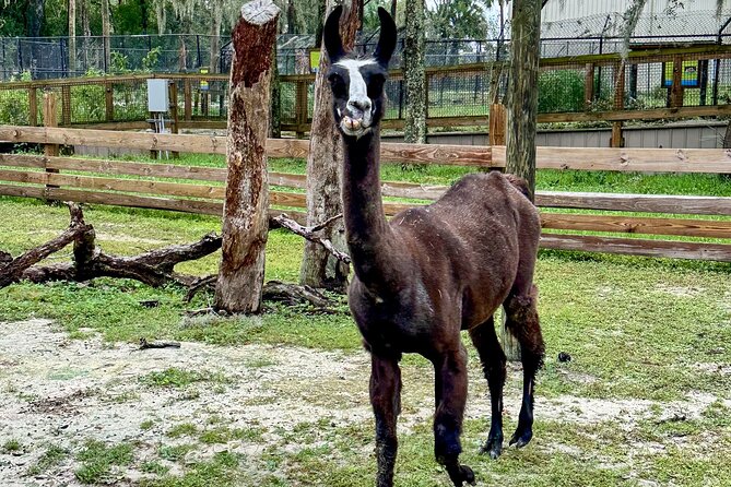 Central Florida Zoo and Botanical Gardens Ticket - Giraffe feeding adds a personal moment