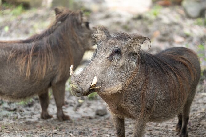 Central Florida Zoo and Botanical Gardens Ticket - The one-horned Indian rhinoceros is a key stop
