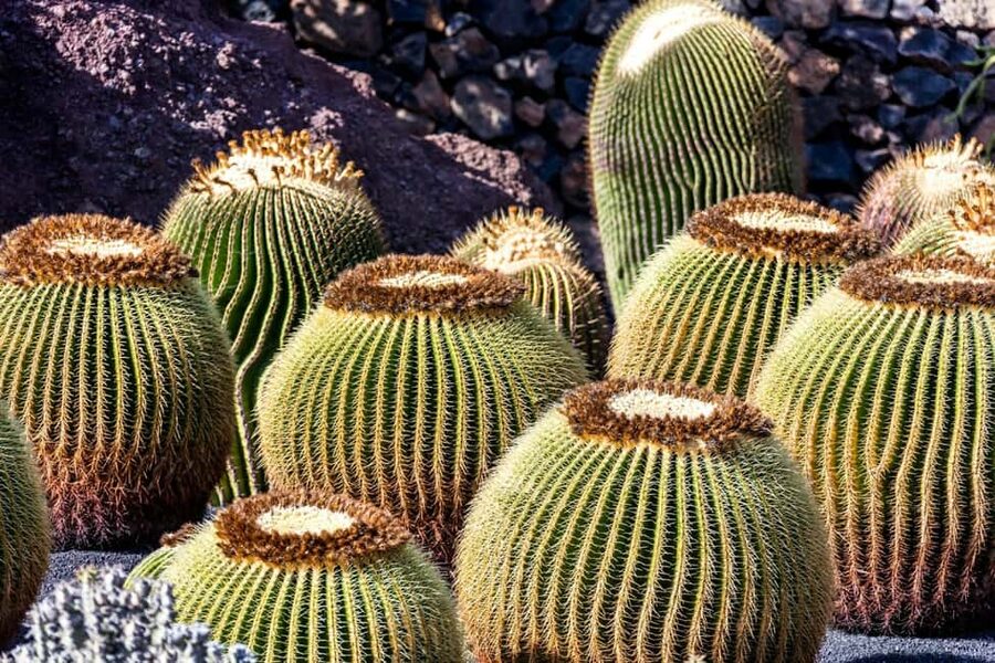 Cesar Manrique’s Lanzarote tour with Cactus Garden & LagOmar - Inside Manrique’s lava-built home and studio