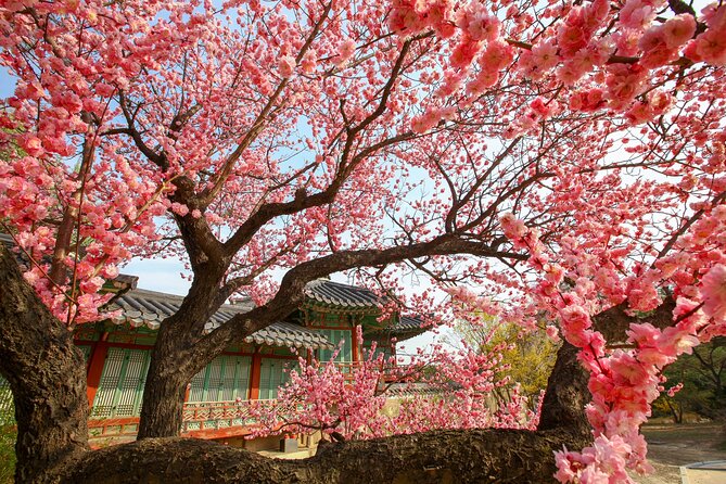 Chasing Cherry Blossom & Spring Flowers Day Tour from Seoul - The photo side of the experience