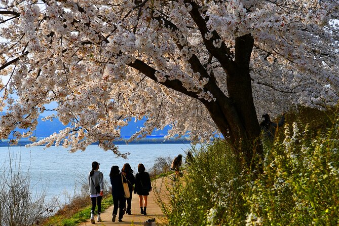 Chasing Cherry Blossom & Spring Flowers Day Tour from Seoul - Who will enjoy this tour most