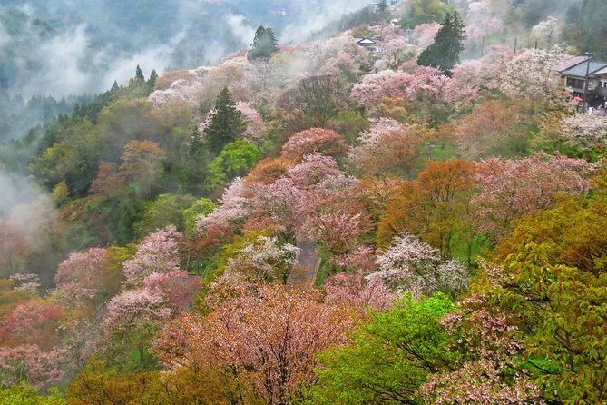 Cherry Blossom Buddha and Mt.Yoshino with Strawberry Picking Tour - Tsubosaka-dera and the Great Cherry Blossom Buddha