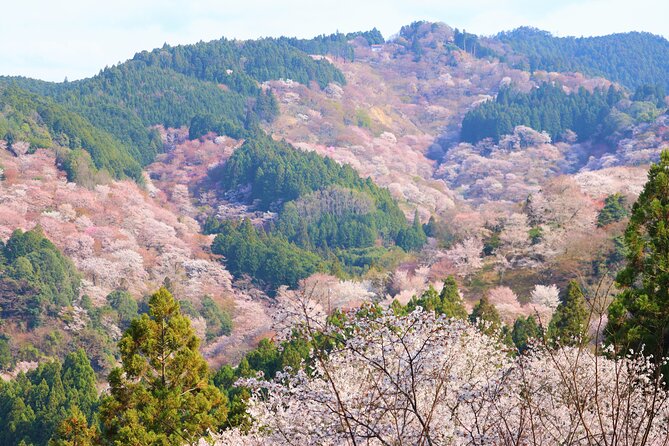 Cherry Blossom Buddha and Mt.Yoshino with Strawberry Picking Tour - Two hours among Mount Yoshino’s Thousand Cherry Blossoms