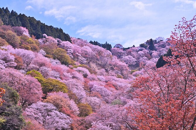 Cherry Blossom Buddha and Mt.Yoshino with Strawberry Picking Tour - The bento lunch and a useful food warning