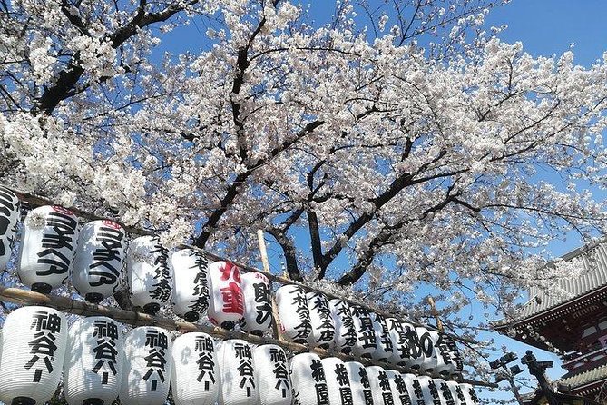 Cherry Blossom Highlights, Asakusa, Ueno, Imperial Palace Garden - Starting at the Imperial Palace East Gardens