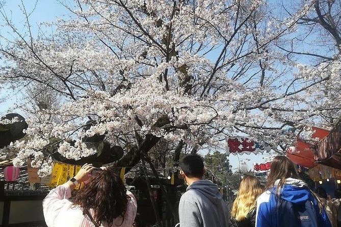 Cherry Blossom Highlights, Asakusa, Ueno, Imperial Palace Garden - Cherry blossoms and old temples at Ueno Park
