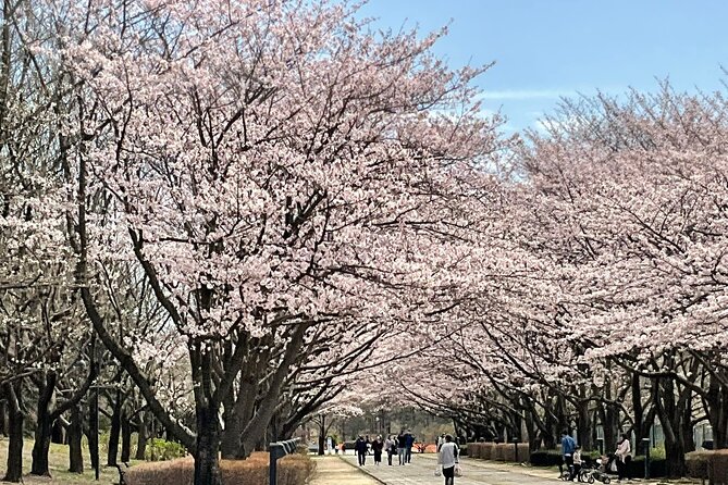 Cherry Blossom Highlights, Asakusa, Ueno, Imperial Palace Garden - Tasting Tokyo around Tsukiji’s outer market