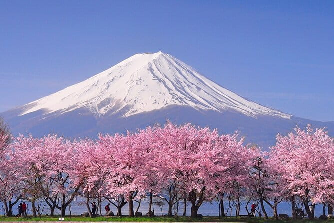 Cherry Blossom Mount Fuji Customizable Luxury vehicle Guided Tour - Fuji Subaru Line 5th Station, the high mountain stop