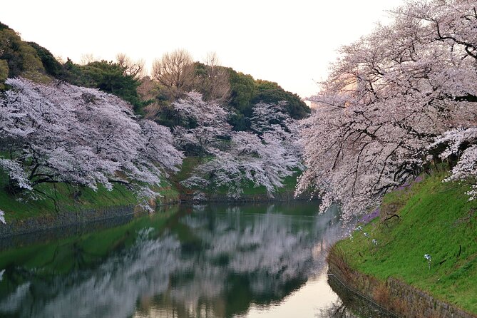 Cherry Blossom Private Tour - Why a private blossom tour can make sense in Tokyo