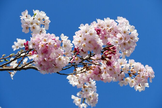 Cherry Blossom Private Tour - Roppongi: blossoms on a Tokyo hill