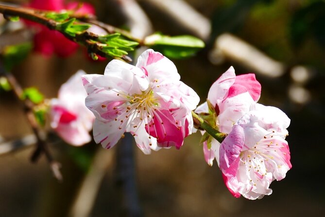 Cherry Blossom Private Tour - The real issue: cherry blossom timing