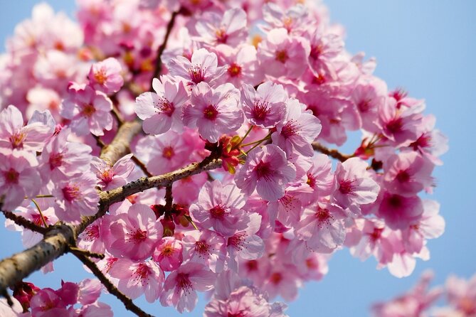 Cherry Blossom Private Tour - Duration, pace, and group size
