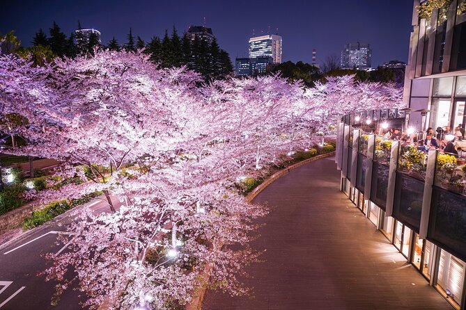 Cherry Blossom Private Tour - Akasaka: a calmer place for photographs