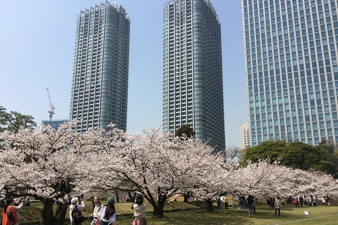 Cherry blossom tour in Tokyo - Shinjuku Gyoen and a long cherry blossom season
