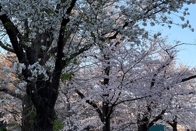 Cherry blossom tour in Tokyo - What $128.26 per person really buys