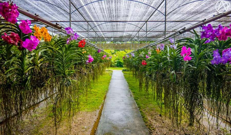 Chiang Mai: Doi Suthep, Orchid Farm and Waterfall with Lunch - Wat Pha Lat, the quieter temple stop