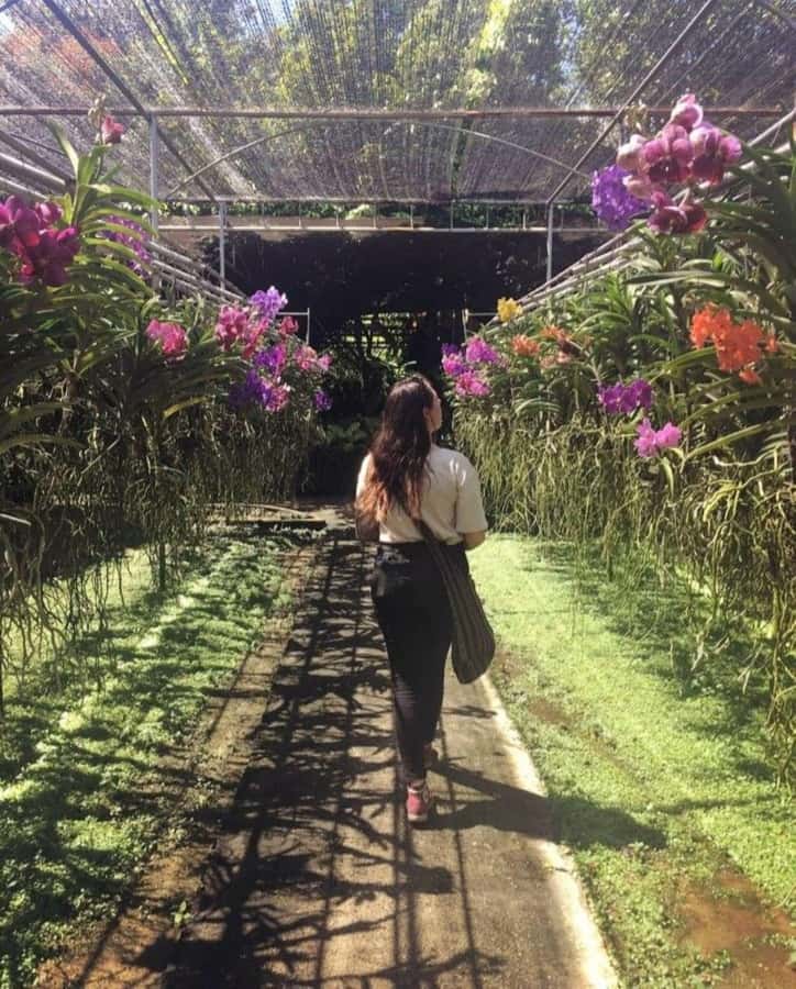 Chiang Mai: Doi Suthep, Orchid Farm and Waterfall with Lunch - Orchids and butterflies at Bai Orchid Farm