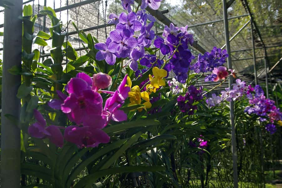 Chiang Mai: Doi Suthep, Orchid Farm and Waterfall with Lunch - Lunch and the day’s reset