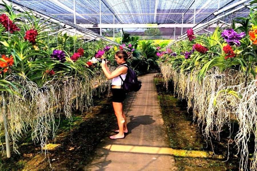Chiang Mai: Doi Suthep, Orchid Farm and Waterfall with Lunch - Bua Thong Sticky Waterfalls in the afternoon