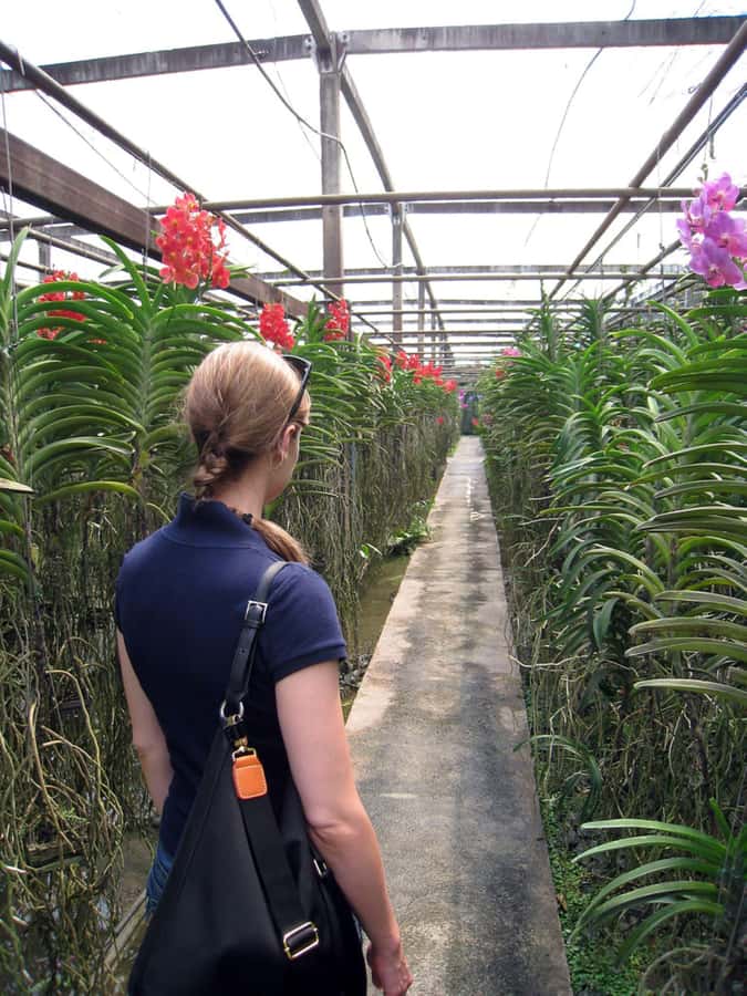 Chiang Mai: Doi Suthep, Orchid Farm and Waterfall with Lunch - What the guide and transport add
