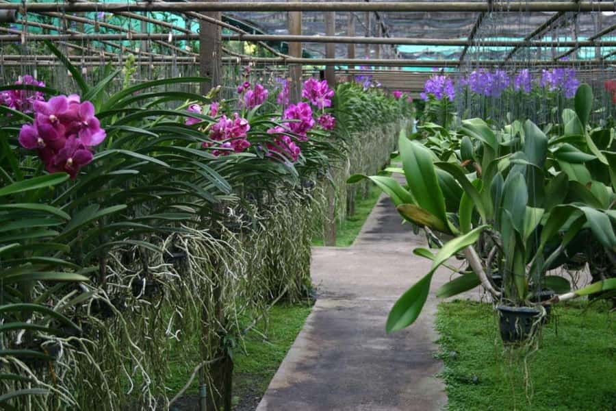 Chiang Mai: Doi Suthep, Orchid Farm and Waterfall with Lunch - What to bring and what to expect