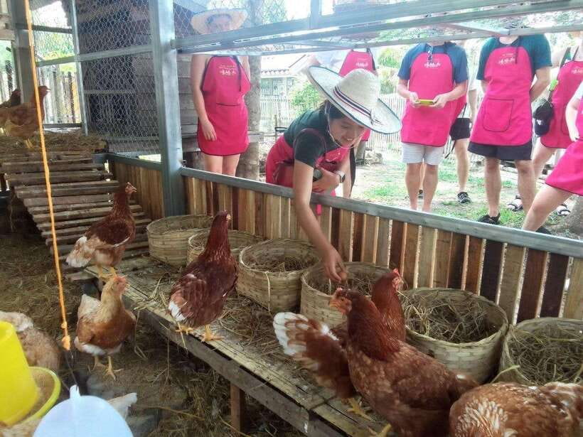 Chiang Mai: Half Day Cooking Class at Organic Farm - Key points before you book