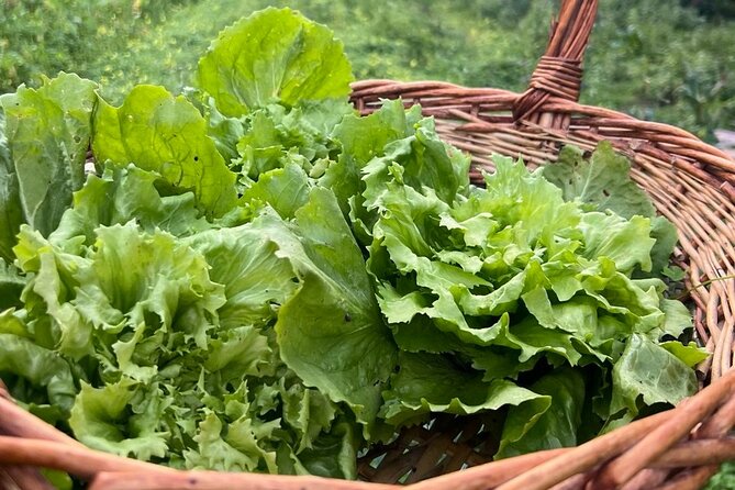 Cooking Class in a Typical Sorrento Garden - How to Make the Most of the Three Hours