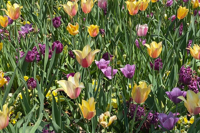 Dallas Arboretum and Botanical Gardens Tour - Key Points Before You Book