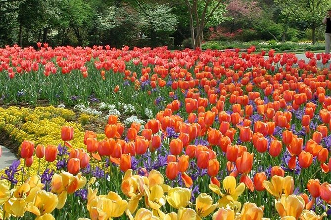 Dallas Arboretum and Botanical Gardens Tour - Crape Myrtle Allee and Seasonal Color