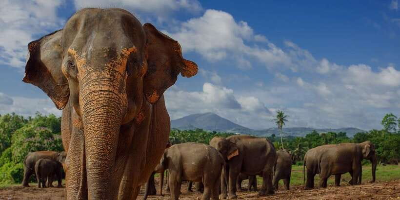 Day Tour to Elephant Orphanage / spice garden - Key points at a glance