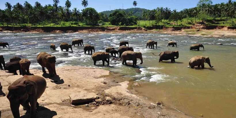 Day Tour to Elephant Orphanage / spice garden - Why Pinnawala is worth the long ride