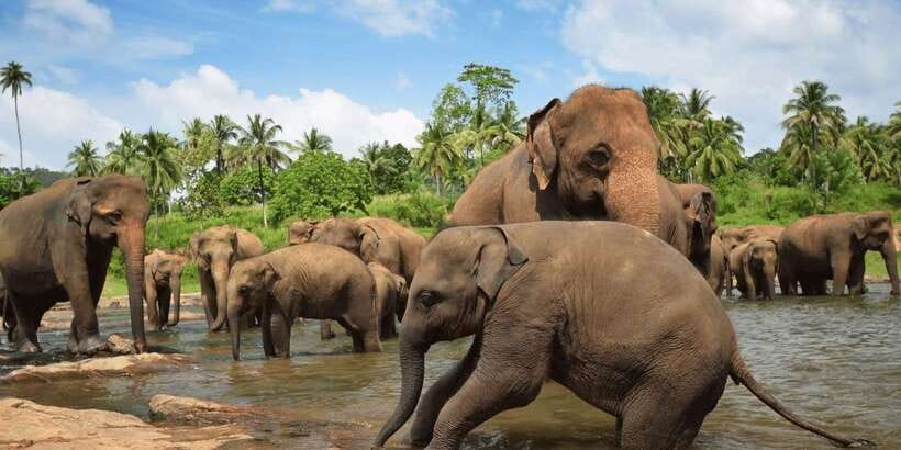 Day Tour to Elephant Orphanage / spice garden - Reaching Pinnawala around 10 a.m.