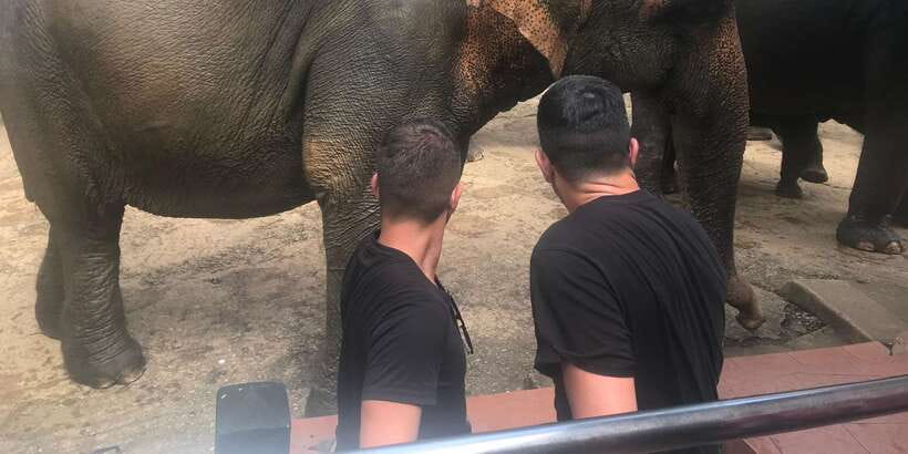 Day Tour to Elephant Orphanage / spice garden - What to know about the spice garden