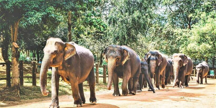 Day Tour to Elephant Orphanage / spice garden - Leaving Colombo by car or minibus