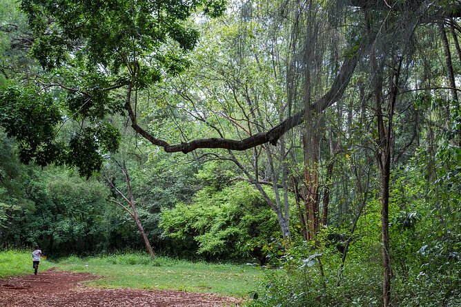 Day Tour to Nairobi Arboretum and Nairobi National Museum - Nairobi Arboretum at 8:00 am