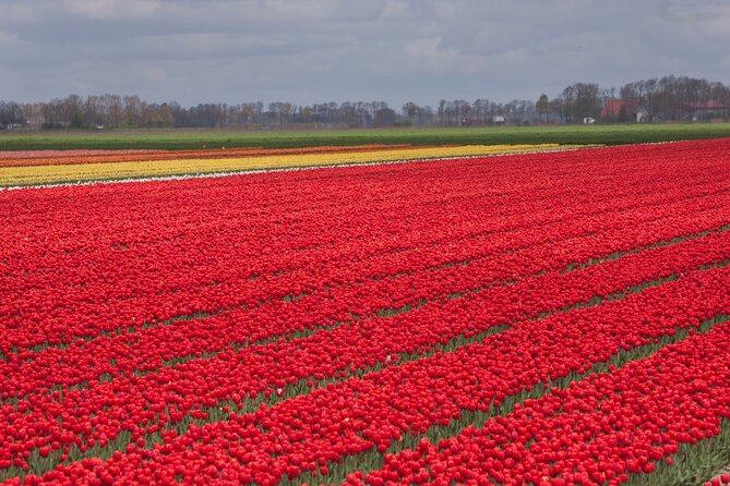 Day Trip to Famous Tulip Route in Noordoostpolder From Amsterdam - Leaving Amsterdam at 9:00 in a small van