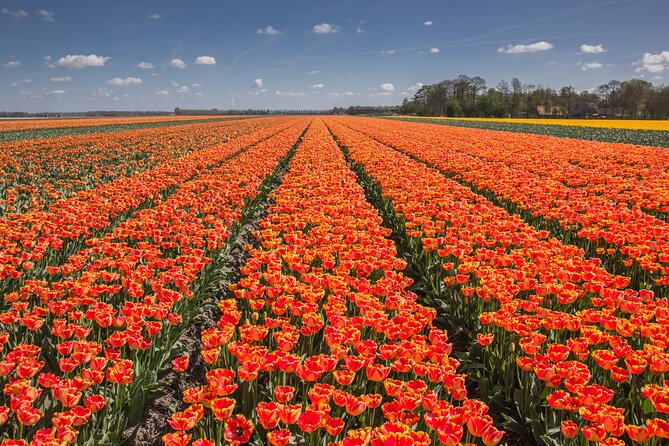 Day Trip to Famous Tulip Route in Noordoostpolder From Amsterdam - Coffee, tea, and a local spiced biscuit