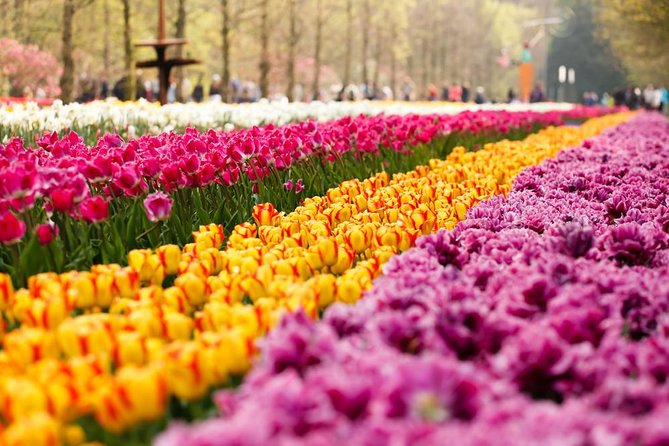 Day Trip to Keukenhof Gardens from Amsterdam with Tour Guide - The coach ride and guide commentary