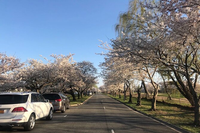 DC Kenwood Cherry Blossoms Half-Day Small Group Tour - Why Kenwood makes a good cherry blossom stop