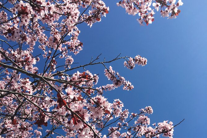 DC Kenwood Cherry Blossoms Half-Day Small Group Tour - The value of a $45 cherry blossom tour