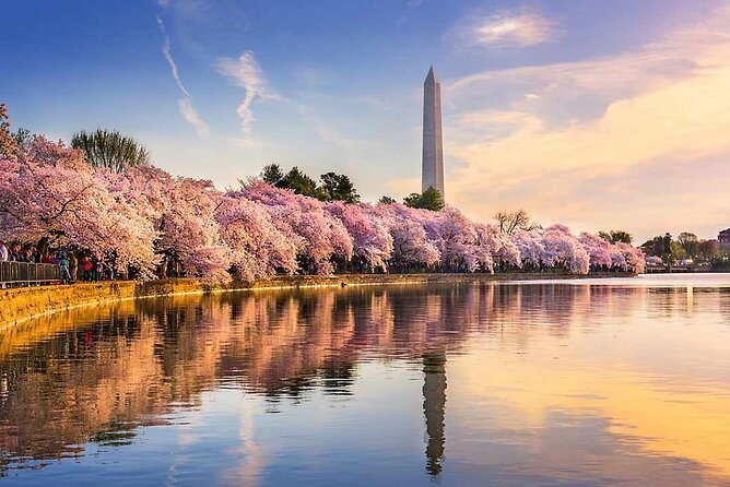 DC Kenwood Cherry Blossoms Half-Day Small Group Tour - Group size, vehicles, and the pickup question