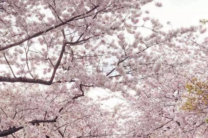 DC Kenwood Cherry Blossoms Half-Day Small Group Tour - What happens on the roughly two-hour outing