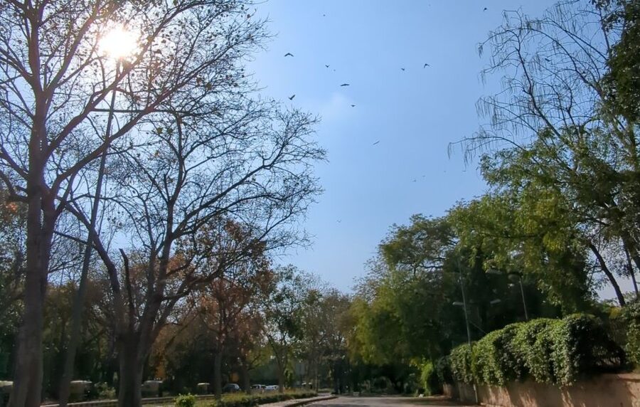 Delhi: Yoga in Lodhi Garden - Safety, comfort, and solo participation